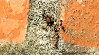 Free Vintage Video Footage, Ant, Insect, Arthropod, Rough, Texture