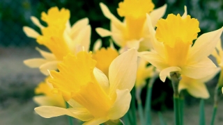 Free Vj Movies, Narcissus, Bulbous Plant, Plant, Vascular Plant, Flower