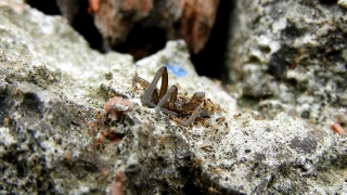 Free Warner Bros Stock Footage, Termite, Insect, Arthropod, Invertebrate, Animal