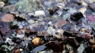 Free Web Stock Video, Invertebrate, Crustacean, Mollusk, Barnacle, Arthropod