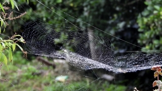 Free Website Backgrounds, Spider Web, Web, Trap, Cobweb, Spider