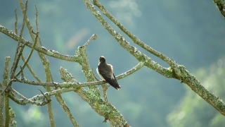 Free Website With Video Background, Bird, Wildlife, Dove, Feather, Warbler