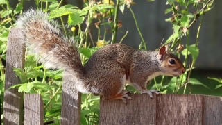 Free Wevideo Stock Footage, Fox Squirrel, Tree Squirrel, Rodent, Squirrel, Wildlife