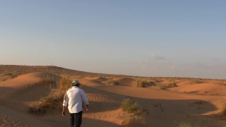 Free White Dove Flying Green Screen, Highland, Landscape, Dune, Sky, Land