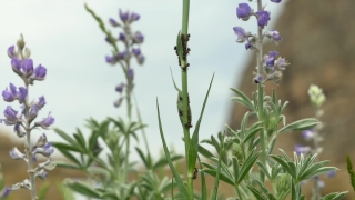 Free Wildlife Stock Video, Herb, Plant, Vascular Plant, Flower, Garden