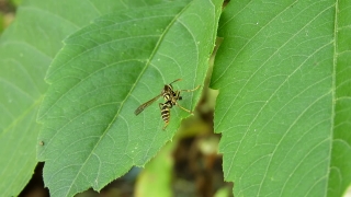 Free Without Copyright Bgm, Insect, Arthropod, Leaf, Invertebrate, Plant