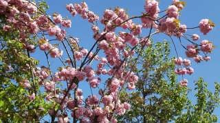 Free Without Copyright Youtube Video, Tree, Peach, Branch, Almond, Fruit Tree