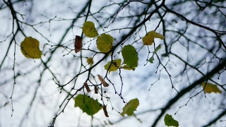 Free Woman Crying Stock Footage, Tree, Woody Plant, Plant, Branch, Leaves