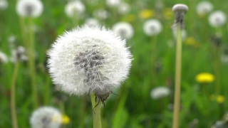 Free Worship Backgrounds, Dandelion, Herb, Plant, Flower, Spring