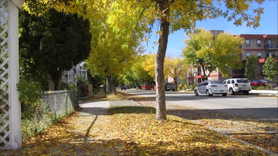 Free Worship Video Background, Tree, Woody Plant, Vascular Plant, Park, Autumn