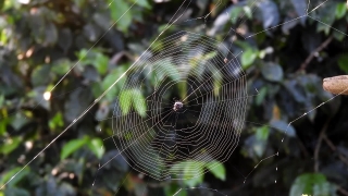 Free Worship Videos, Spider Web, Web, Trap, Cobweb, Spider