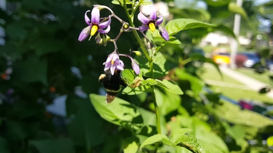 Free Youtube Alternative No Copyright, Nightshade, Woody Plant, Vascular Plant, Plant, Flower