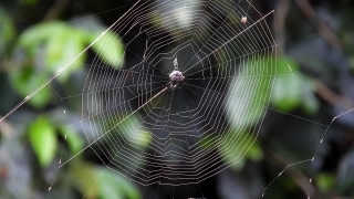 Free Youtube Audio Library No Copyright, Spider Web, Web, Cobweb, Trap, Spider