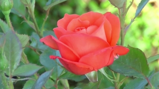 Free Youtube Bgm Copyright, Rose, Shrub, Flower, Plant, Bud