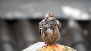 Free Youtube No Copyright, Dove, Bird, Wildlife, Beak, Feather