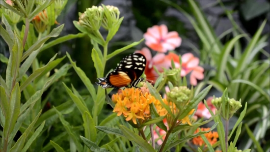 Free Youtube No Copyright Video Clips, Butterfly Weed, Milkweed, Herb, Vascular Plant, Plant