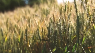 Free Youtube No Copyright Video, Wheat, Cereal, Field, Agriculture, Rural