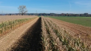 Free Youtube No Copyright Video, Wheat, Hay, Field, Cereal, Rural