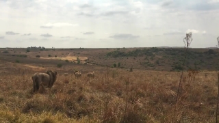 Free Youtube Stock Video, Steppe, Landscape, Plain, Land, Field