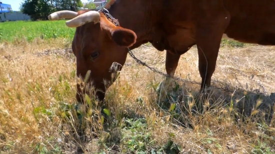 Free Youtube To Use Videos, Cow, Calf, Cattle, Farm, Young Mammal