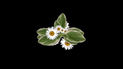 Free Youtube Videos To Use, Flower, Plant, Spring, Daisy, Flowers