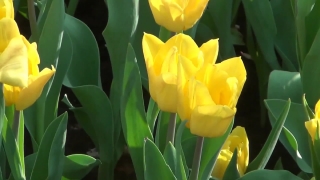 Free Youtube Videos With No Copyright, Tulip, Tulips, Spring, Flower, Plant