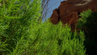 Free Zombie Stock Footage, Tree, Landscape, Woody Plant, Park, Plant