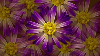 Free Best Stock Footage, Aster, Flower, Daisy, Angiosperm, Blossom