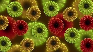 Free Cool Video Loops, Succulent, Vascular Plant, Plant, Flower, Kiwi