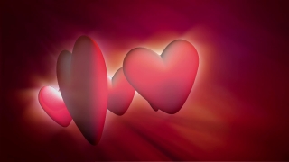 Free Footage Background, Tulip, Pink, Valentine, Love, Celebration