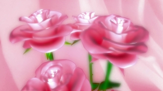 Free Footage No Copyright, Pink, Flower, Rose, Petal, Gift