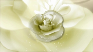 Free Moving Background Video, Flower, Rose, Pink, Love, Bride