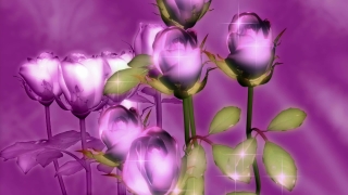 Free Nature Video Loops, Tulip, Pink, Flower, Lilac, Purple