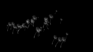 Free No Copyright Video Site, Art, Light, Dandelion, Firework, Pattern