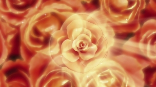 Free Stock Clips, Rose, Petal, Sea Anemone, Flower, Pink