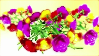 Free Website Background Videos, Tulip, Pink, Colorful, Lilac, Flower